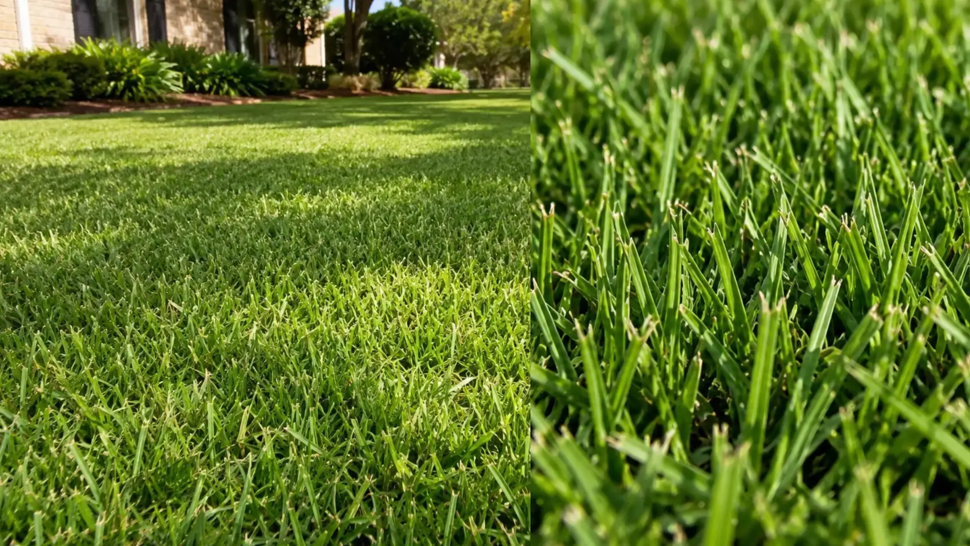 side by side views of a zoysiagrass lawn and close up showing dense green blades and freshly cut tips