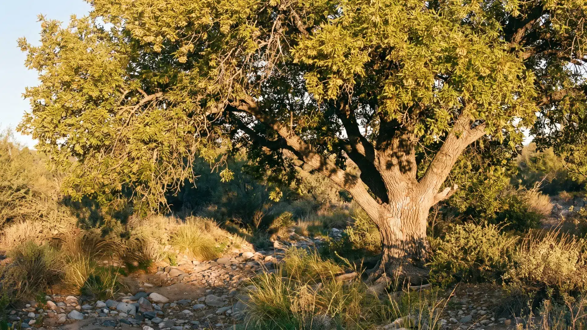 mature arizona ash tree with a wide leafy canopy providing cool shade in a bright arizona residential yard