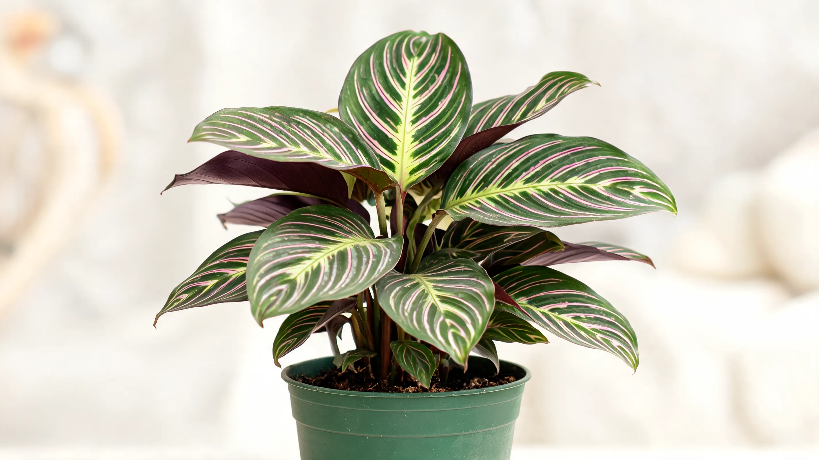 beauty star calathea with elongated green leaves marked by fine pink and silver green lines