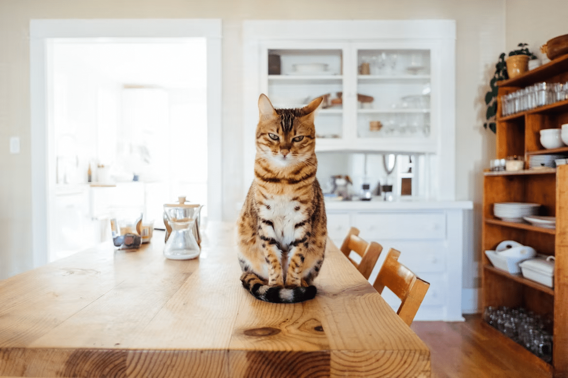 Cat sitting on a wooden dining table in a bright kitchen setting