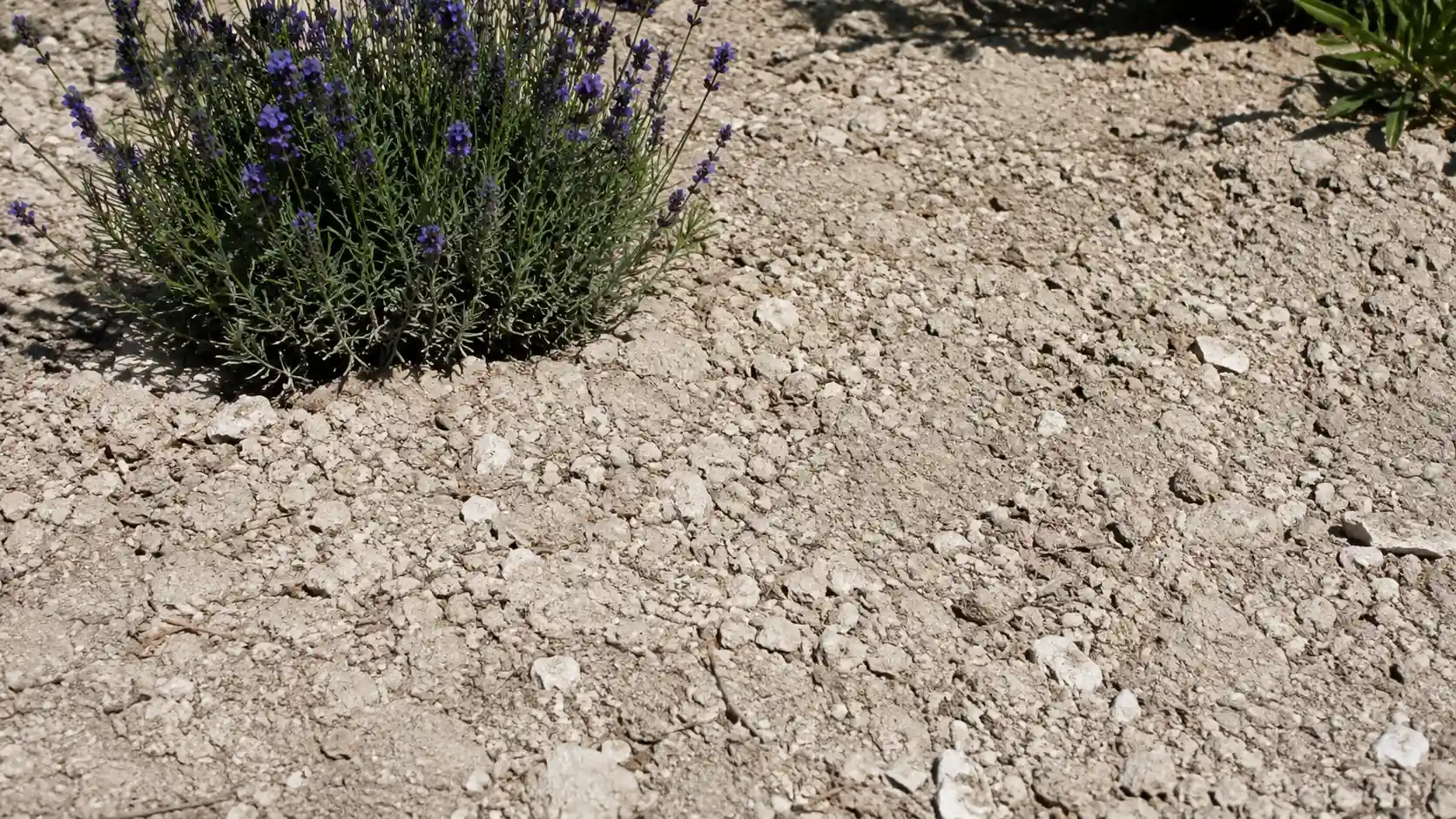 purple lavender growing in pale, stony chalky soil under bright sunlight in a dry bed