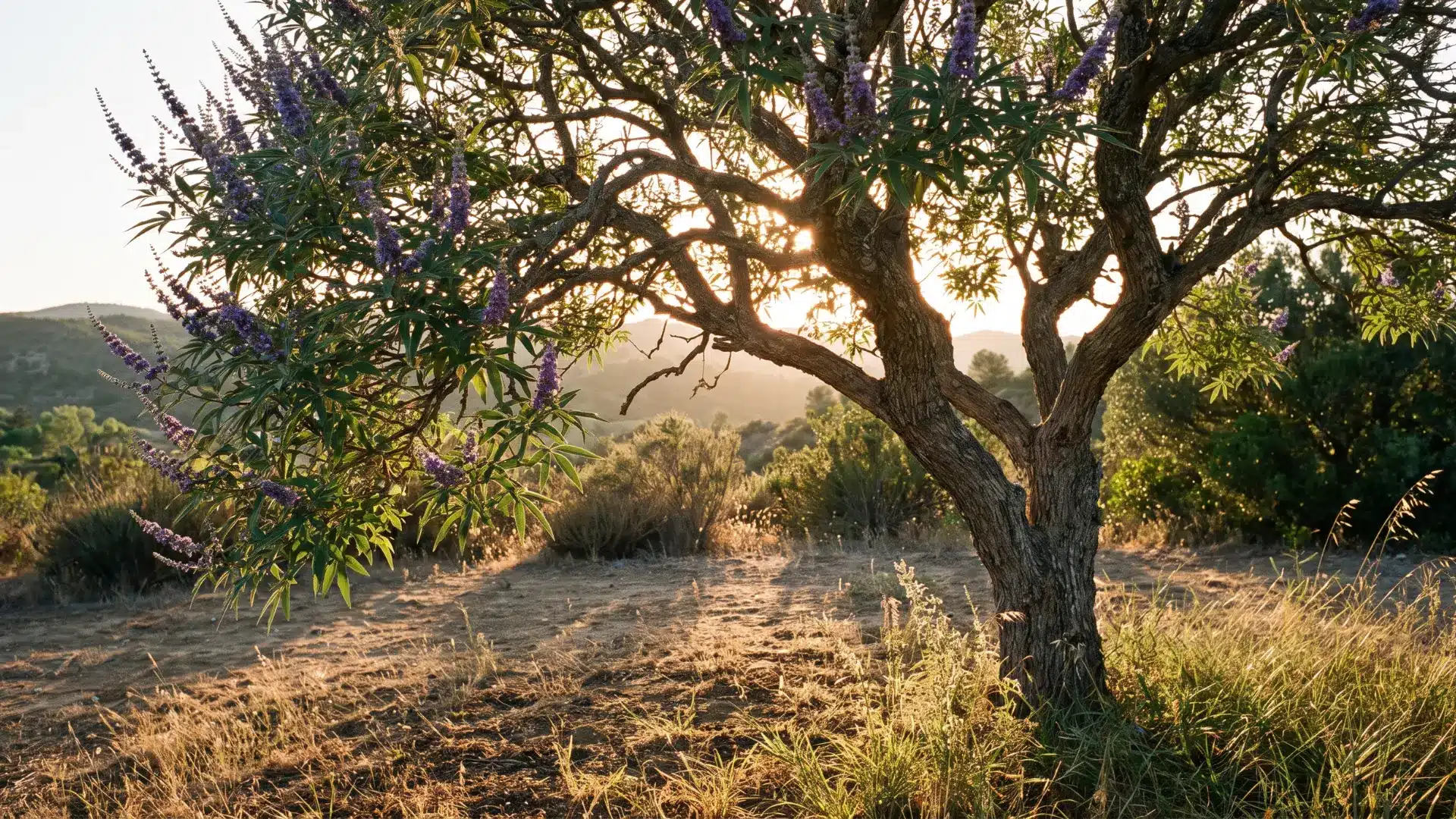 chaste tree with violet flower spikes and spreading green foliage growing in a warm sunny arizona garden