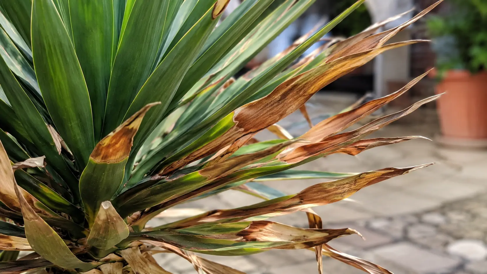close view of yucca plant with crispy brown leaves showing dryness and leaf damage outdoors