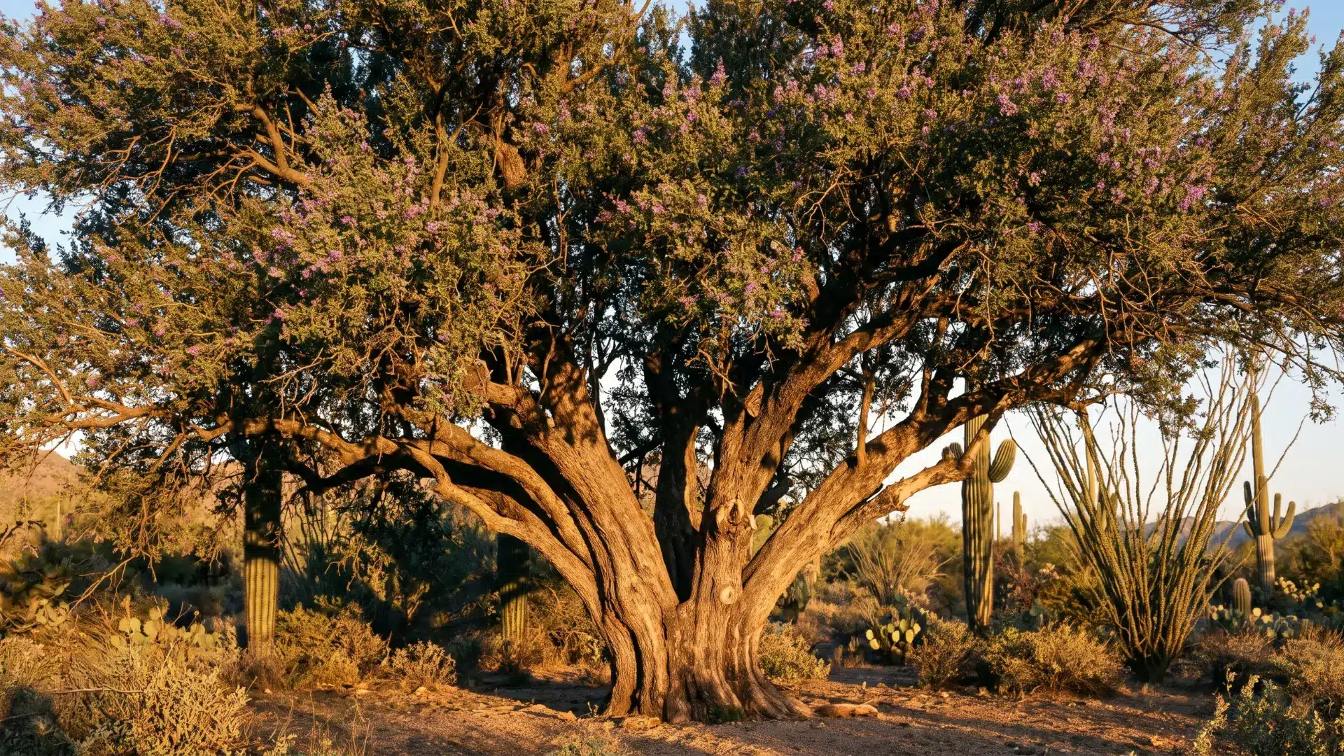 desert ironwood tree with gray green foliage and lavender blooms growing in a natural sonoran desert setting