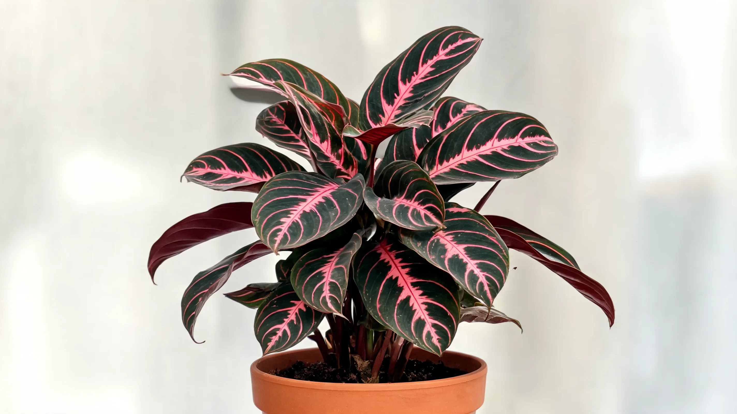 dottie calathea with very dark green leaves, bright pink markings, and a bright pink midrib