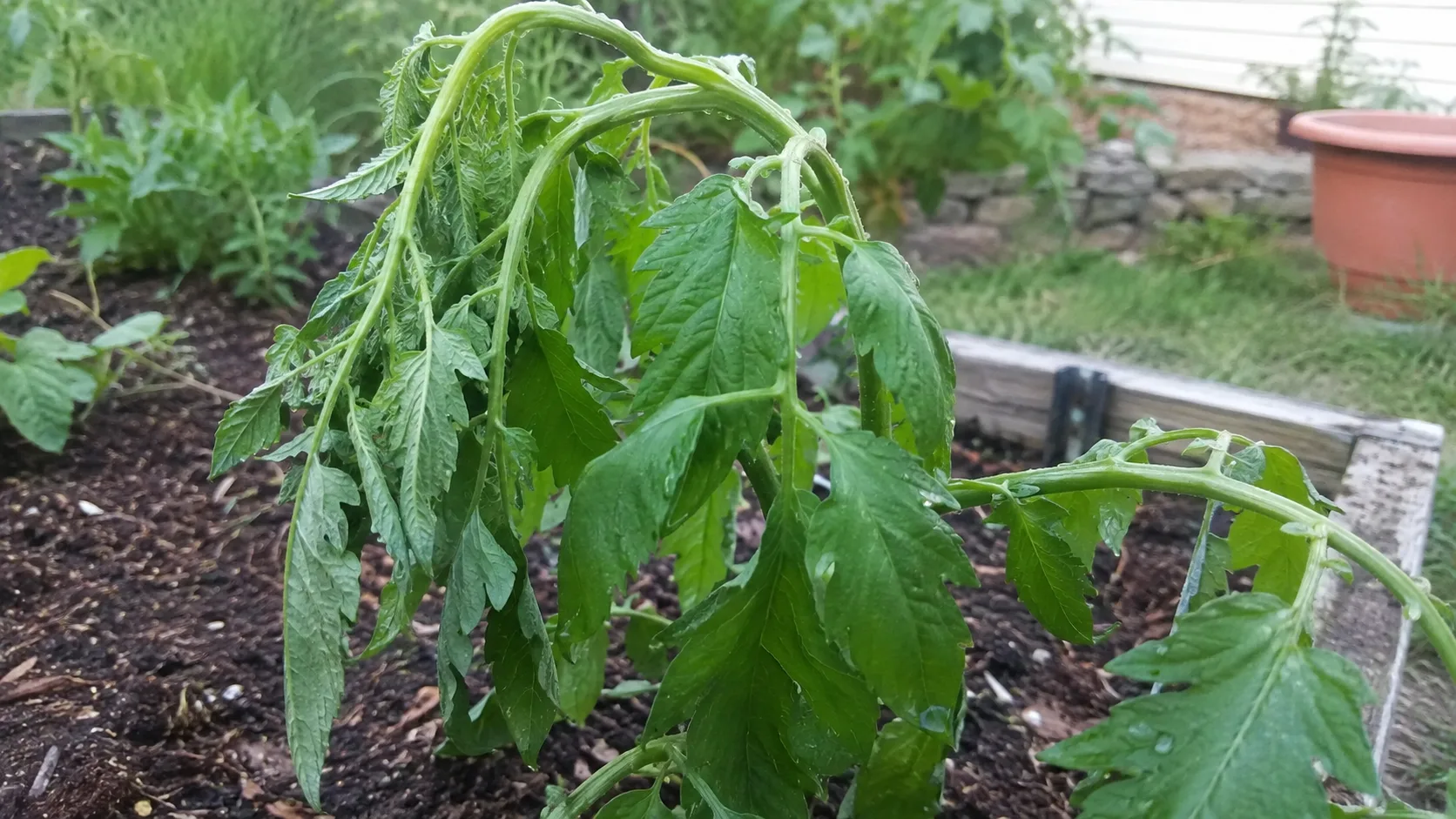 tomato plant with soft drooping leaves and curling stems hanging over a raised wooden garden bed