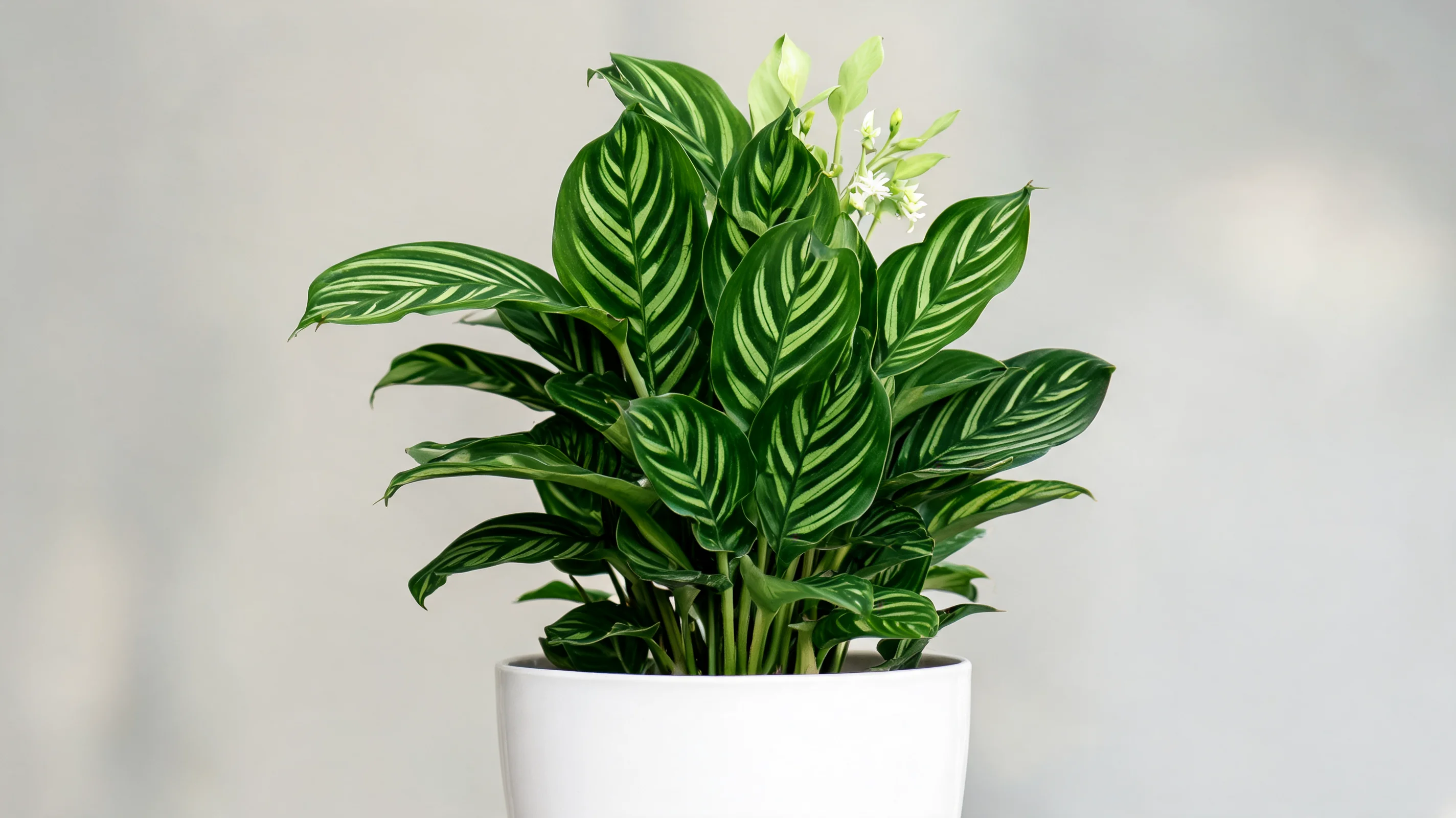 emerald feather calathea with dark green leaves and lighter feather shaped markings shown fully in a pot