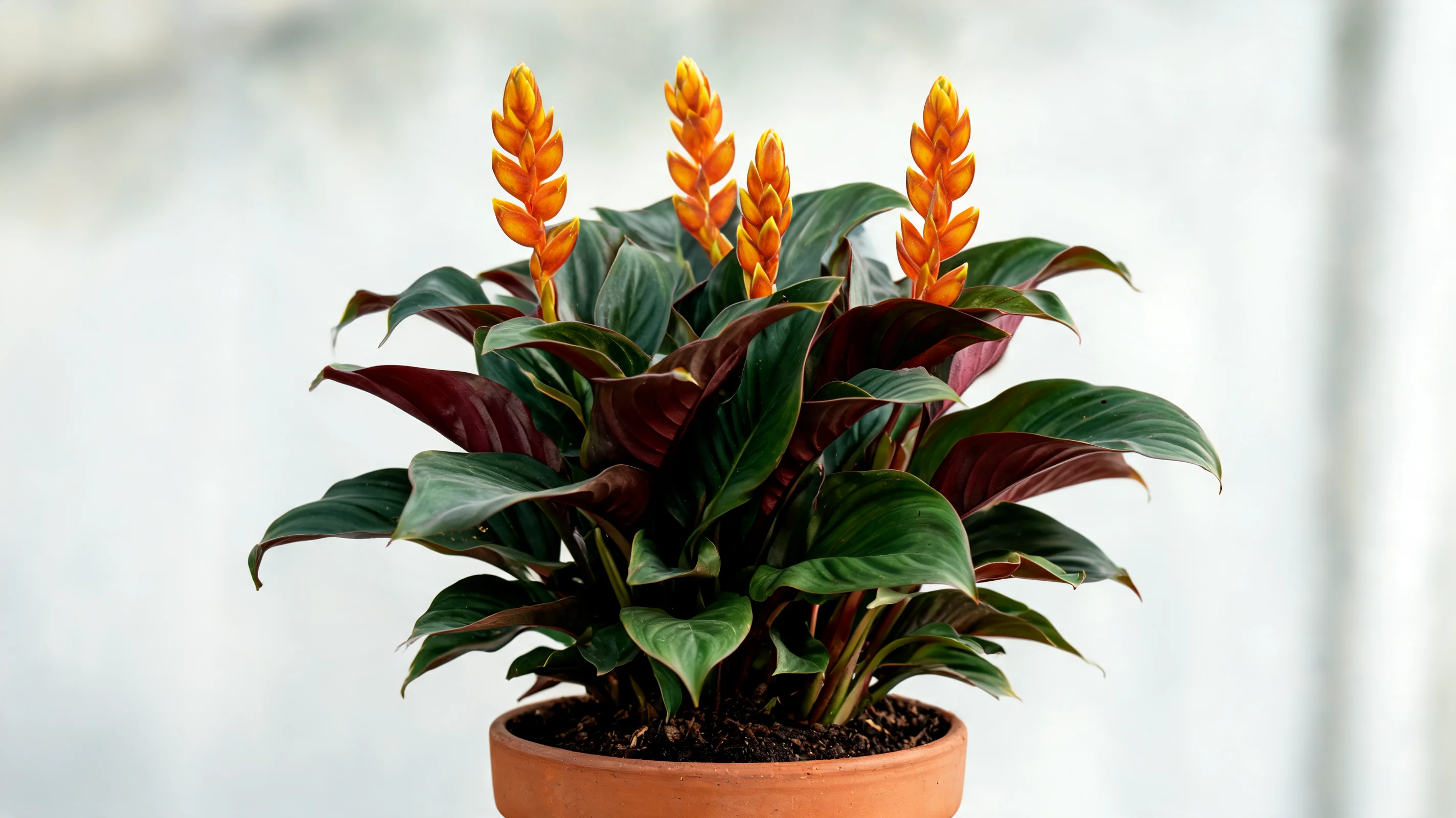 eternal flame calathea with dark green foliage and upright orange flower bracts shown as a full plant