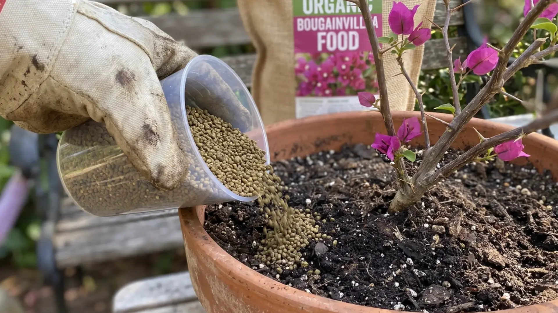 gloved hand pouring pelleted fertilizer into soil around a potted bougainvillea plant with pink blooms