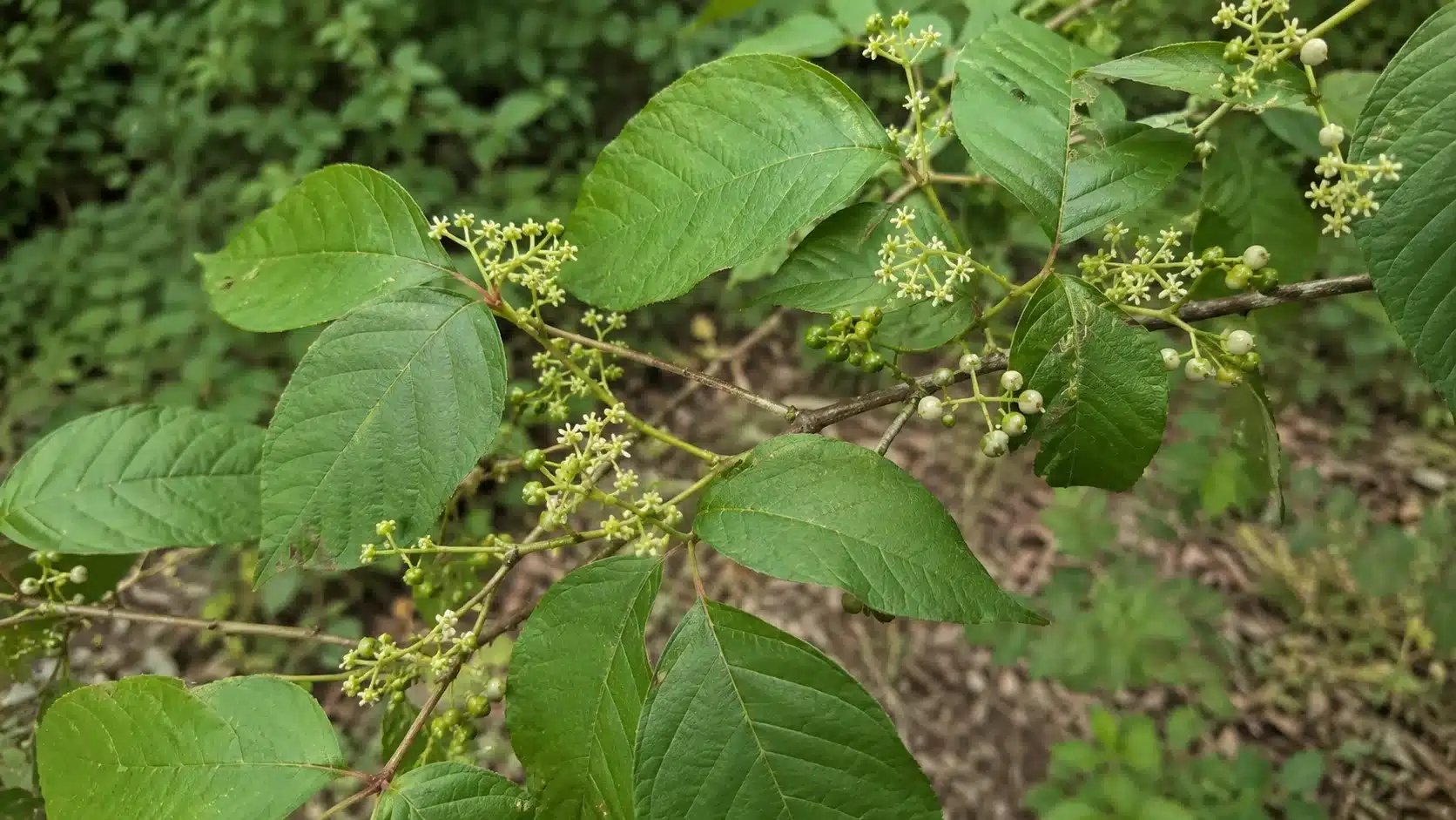 poison ivy vine with green leaves tiny pale flowers and white berries growing along a woodland branch