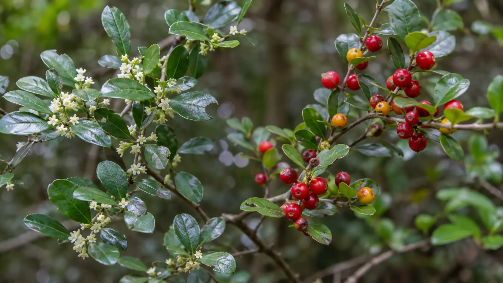yaupon holly branches with glossy green leaves white flowers and clusters of red and yellow berries