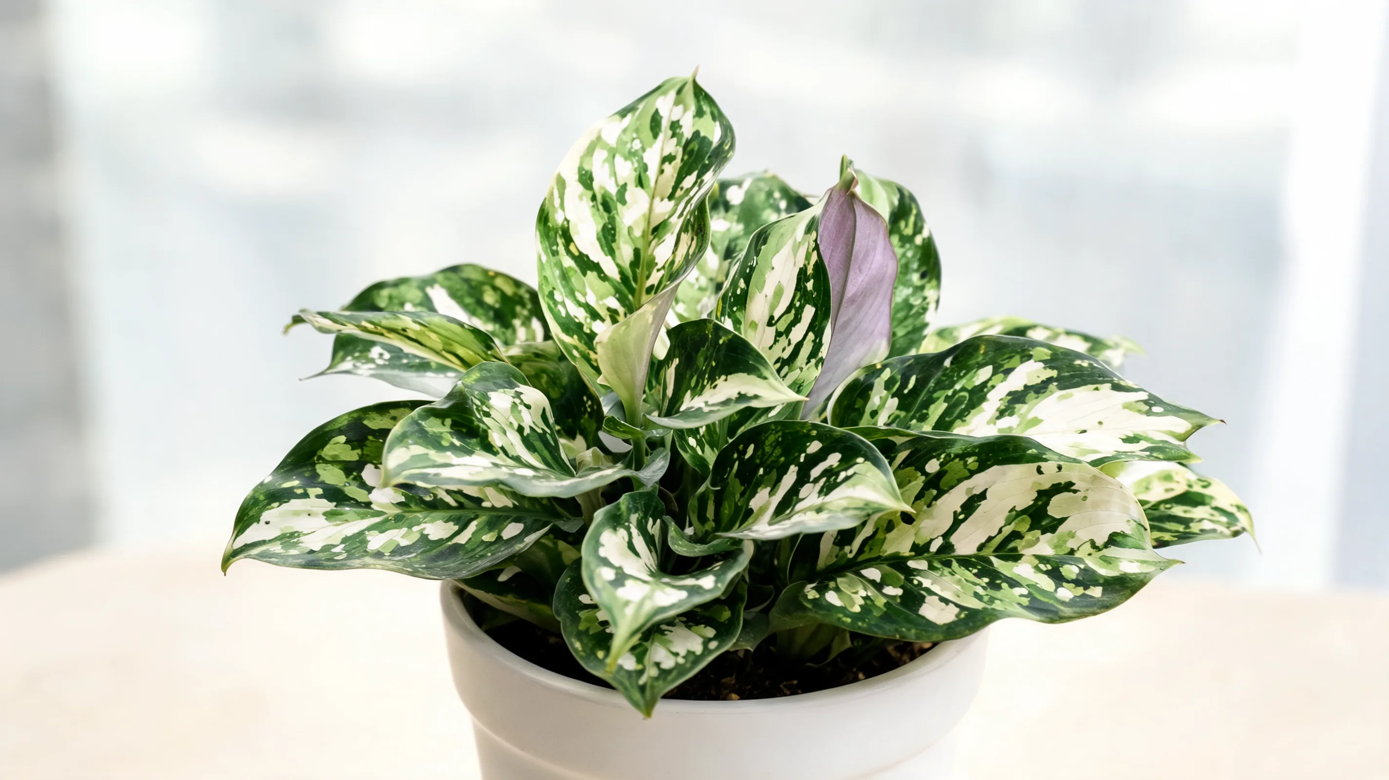 fusion white calathea with irregular white, pale green, and dark green marbled leaves in a pot
