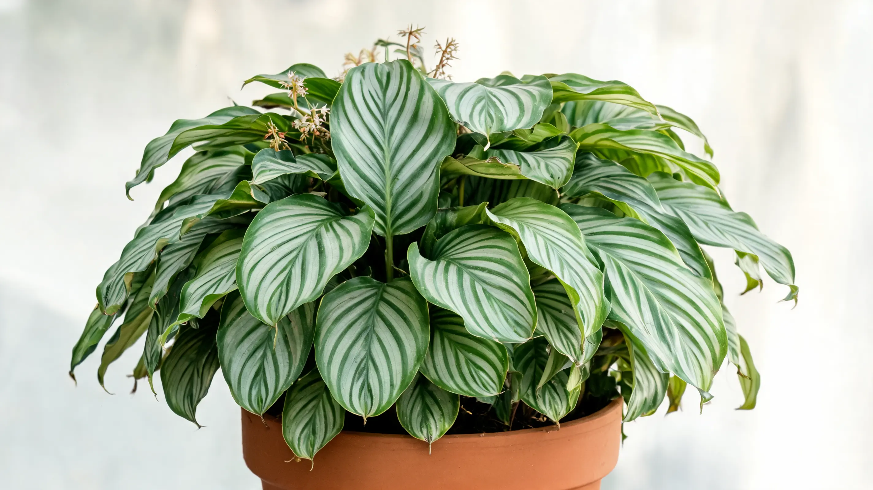 goeppertia coccinea with elongated green leaves marked by darker feather-like stripes shown fully