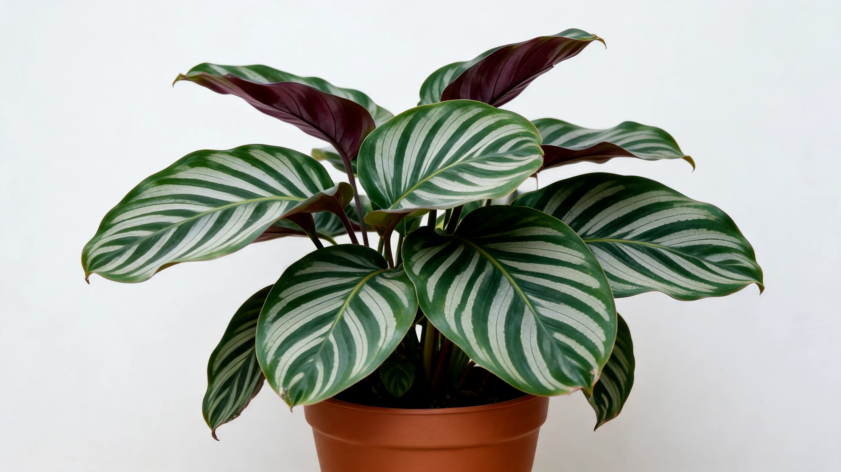 goeppertia fasciata with thick dark green leaves, broad silver-green stripes, and purple undersides