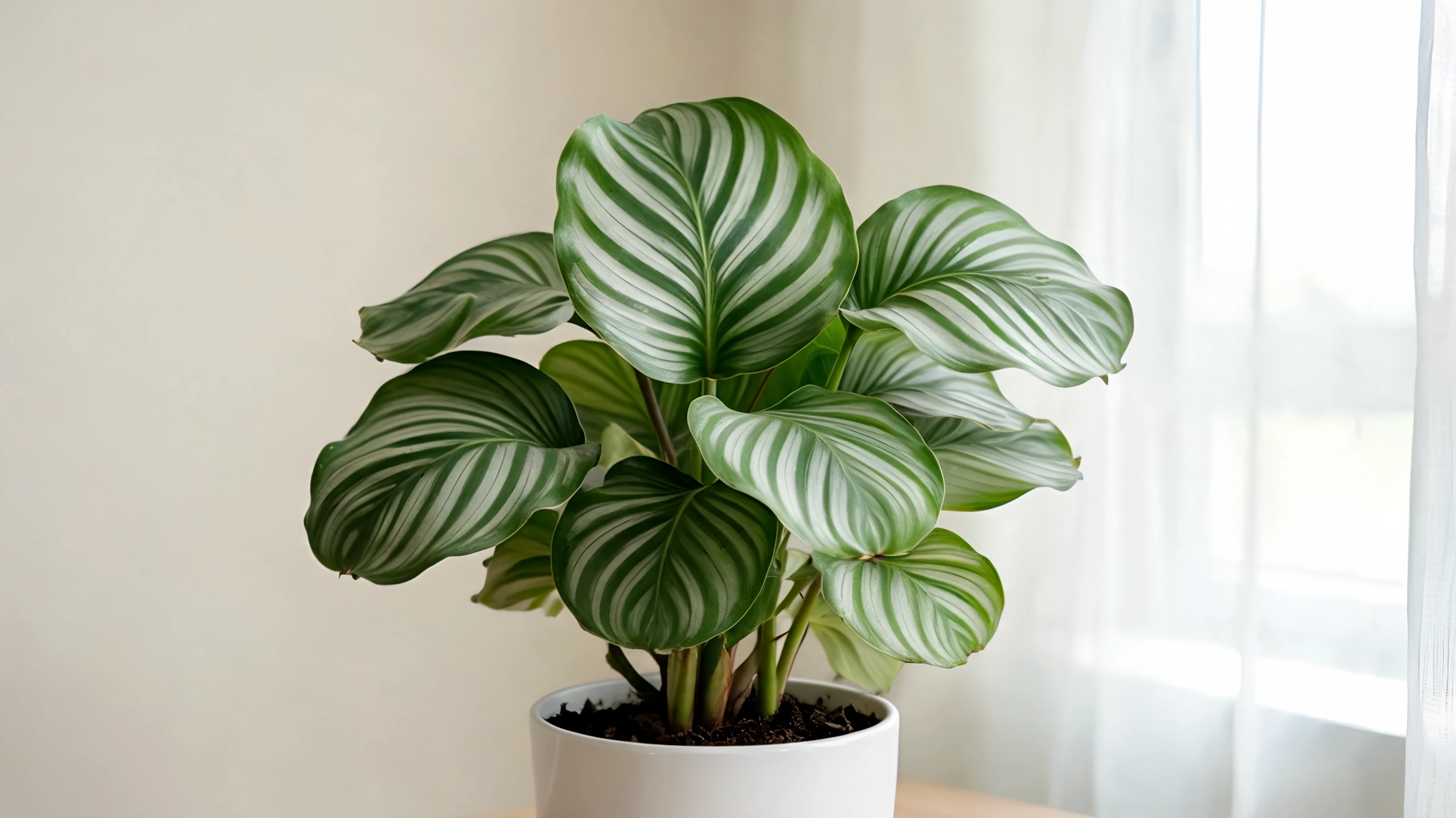 orbifolia with broad round green leaves crossed by soft silver bands shown as a full plant