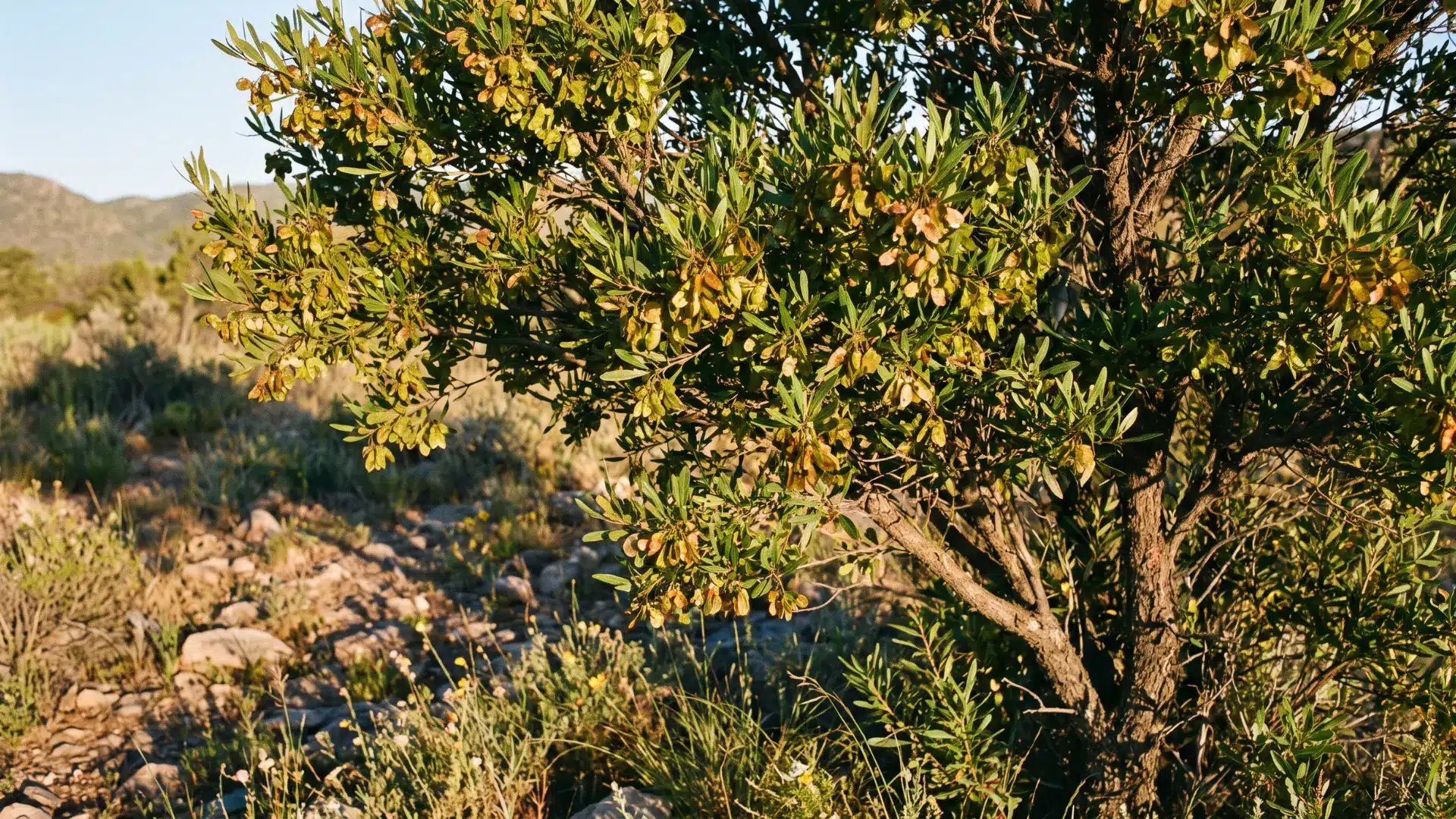 green hopseed bush with willow like leaves and dense evergreen growth forming a privacy screen in arizona