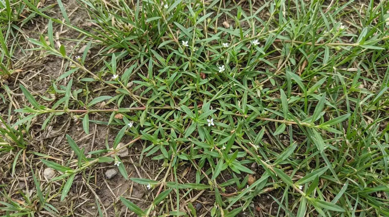 a spreading lawn weed with opposite leaves and small white flowers low across a grassy lawn