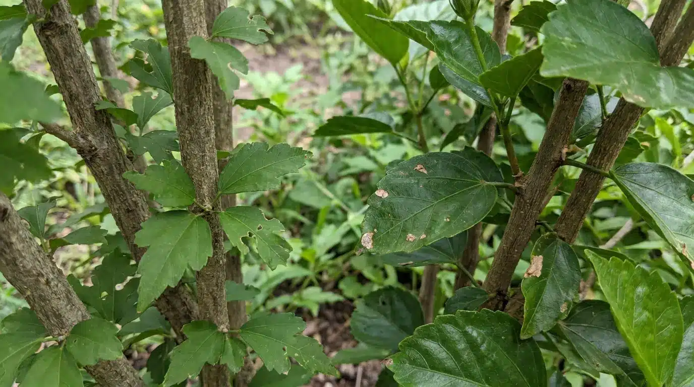 rose of sharon and tropical hibiscus leaves showing differences in shape size texture and surface shine