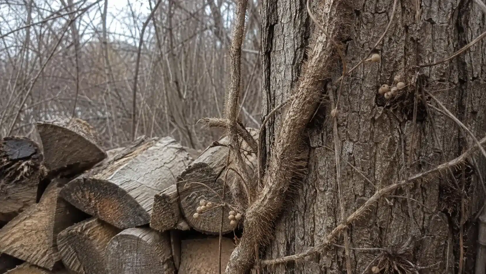 bare poison ivy vines with hairy roots and dried berries climbing tree bark beside stacked winter firewood