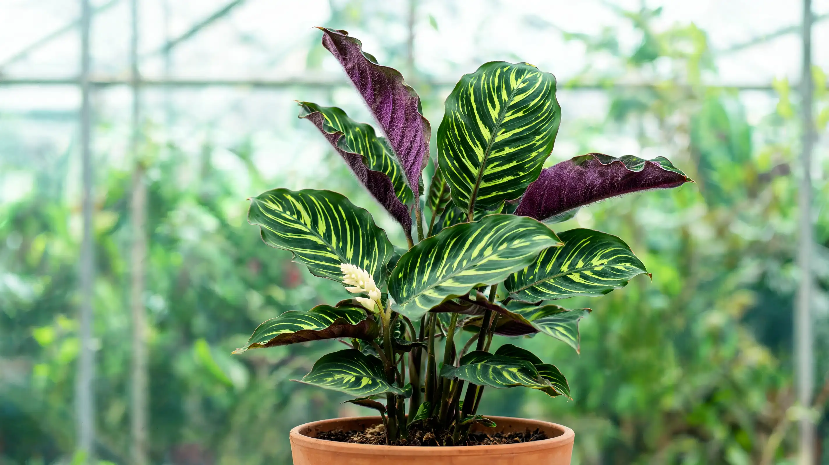 jungle velvet with broad dark green leaves, pale feather markings, and soft purple undersides