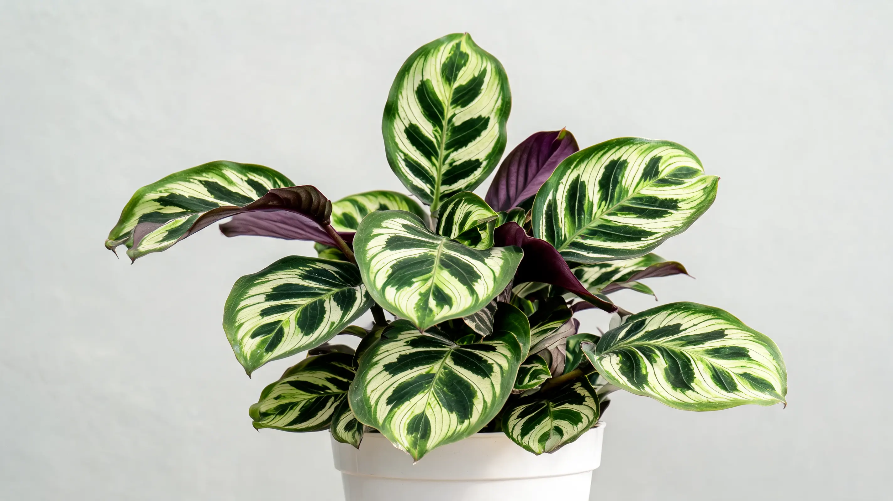 medallion calathea with broad patterned green leaves and deep purple undersides shown as a full plant