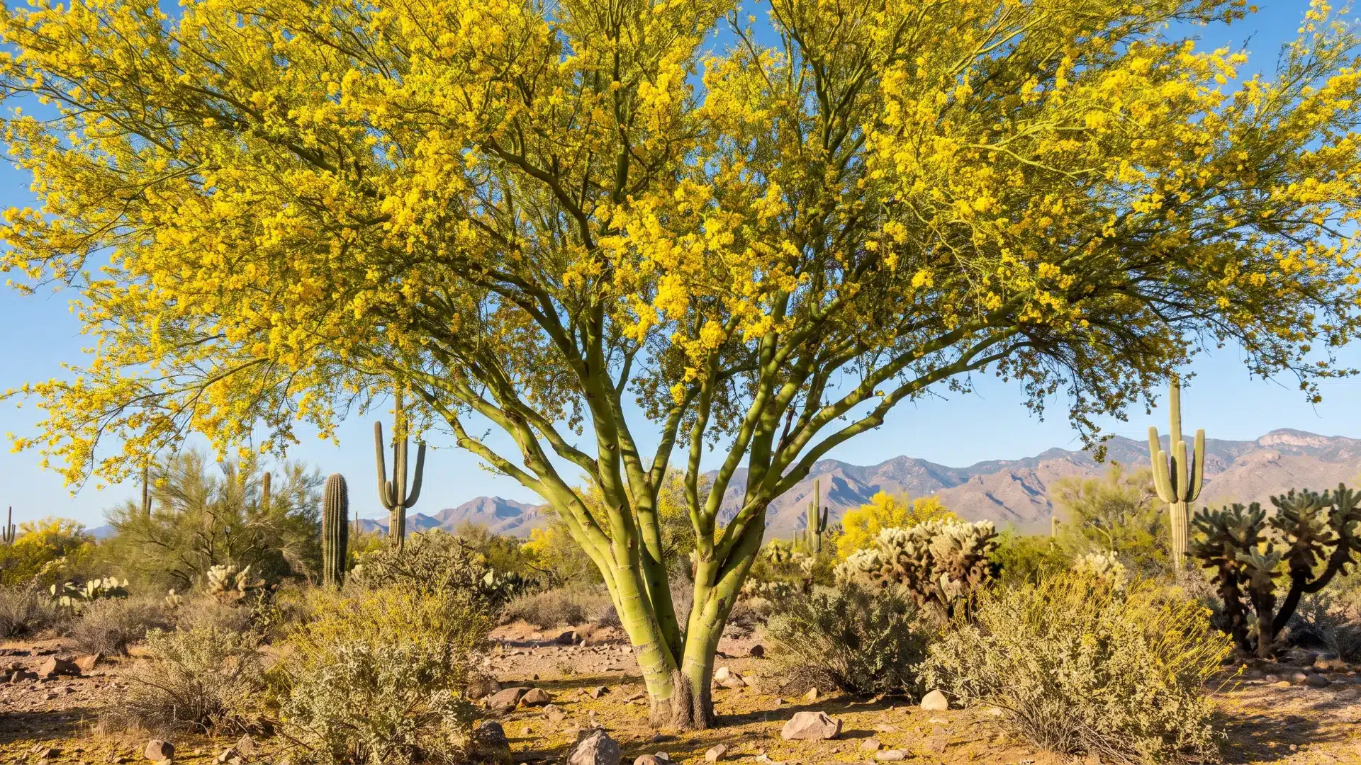 mature palo verde tree with green bark and bright yellow flowers growing in a sunny arizona desert landscape