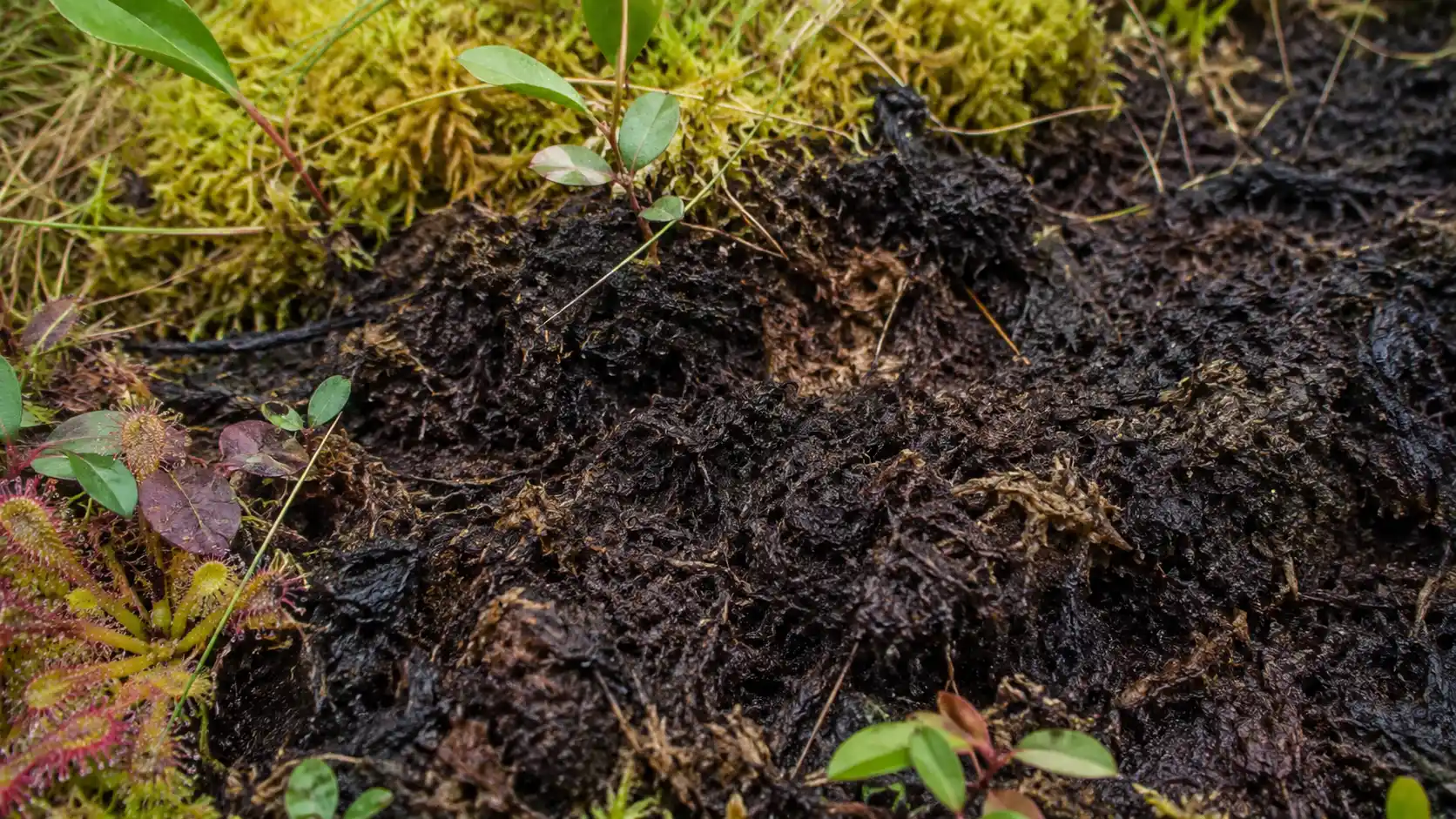 dark, wet peaty soil with moss, roots, and small acid-loving plants in a bog