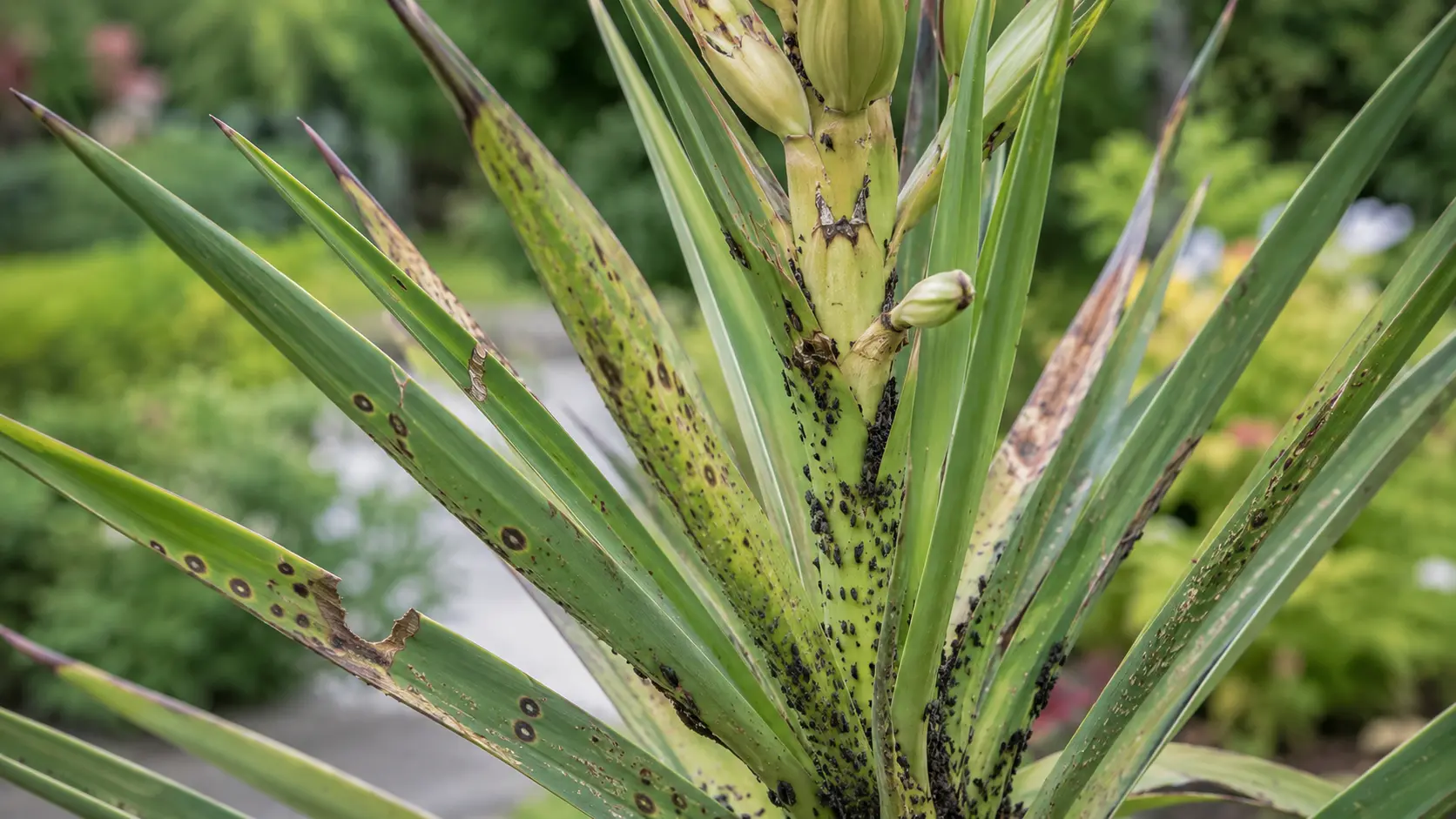 yucca plant leaves showing pest damage and fungal spots with insects on outdoor foliage clearly visible