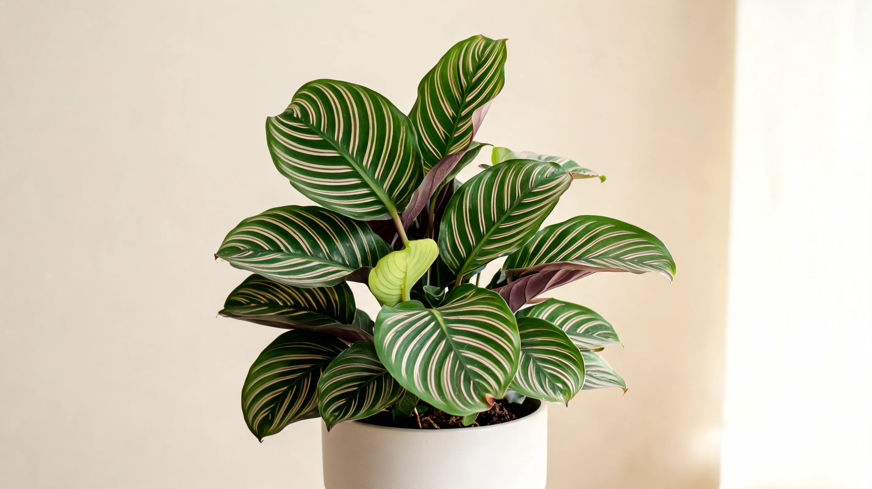 pinstripe calathea with dark green leaves, fine pale stripes, and purple undersides in natural light
