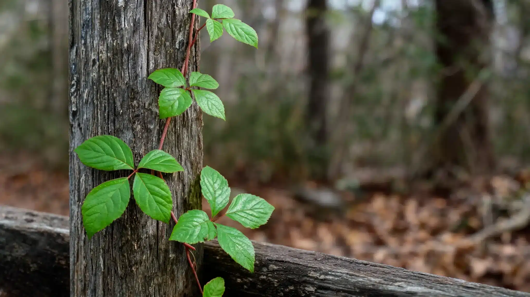 close up of a wild poison ivy plant growing along a wooden fence in a quiet forest edge setting