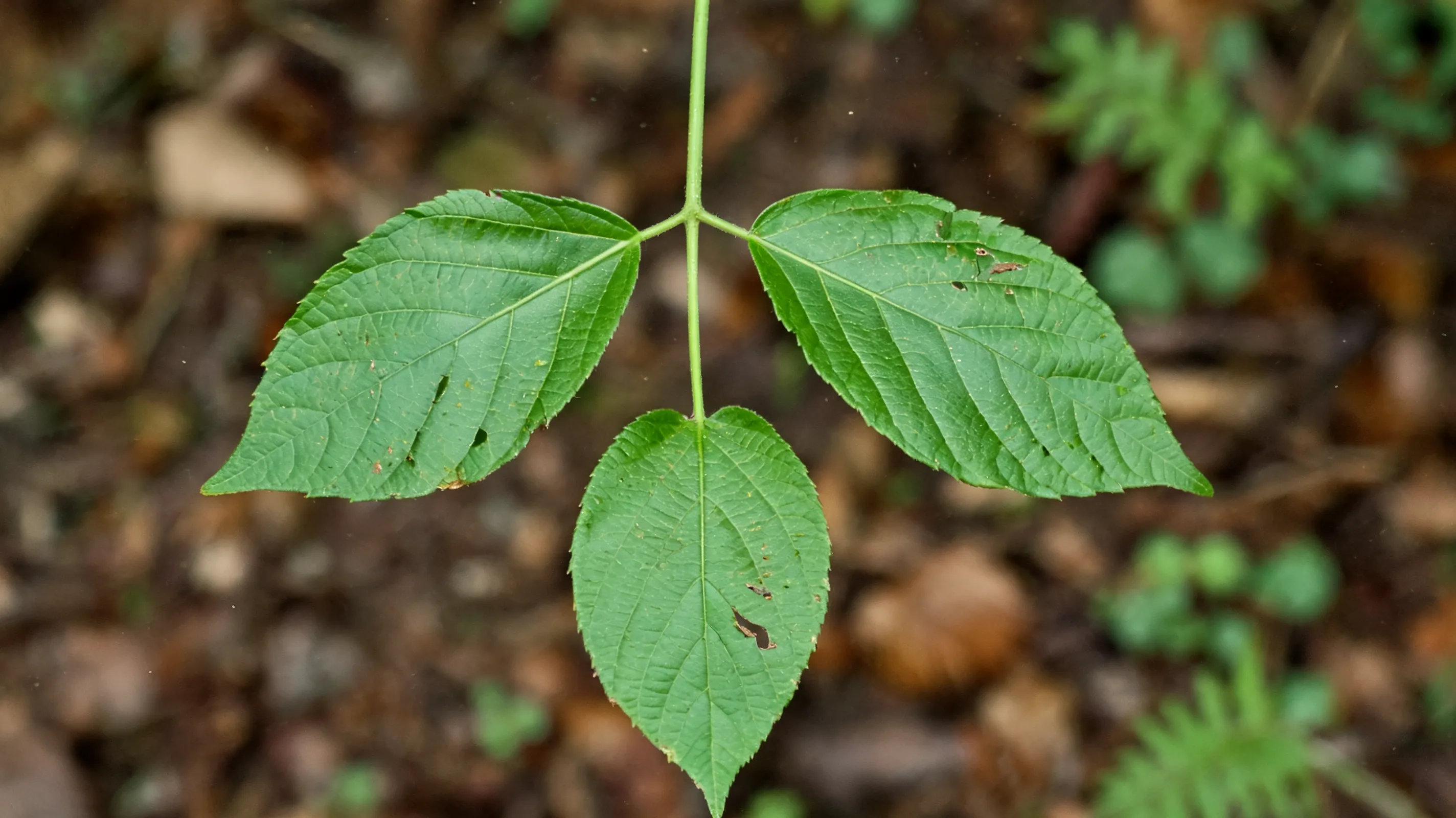 a poison ivy leaf cluster showing three leaflets with the middle stem clearly longer than the sides