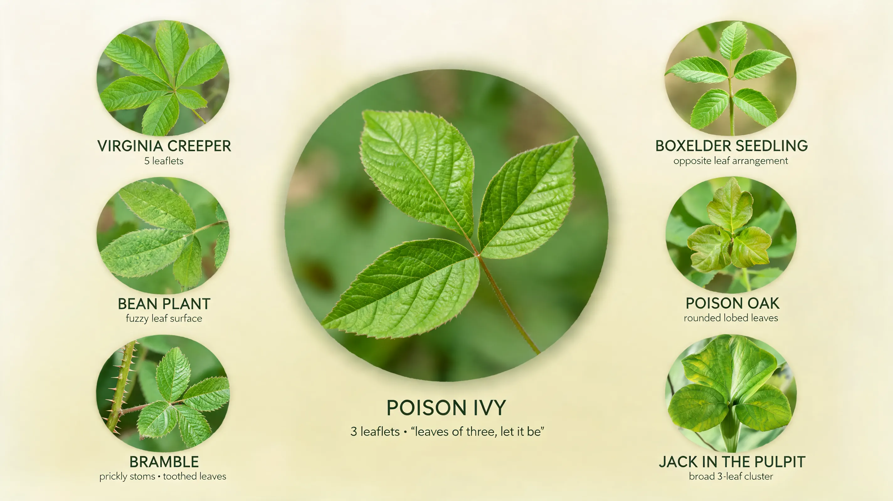 a poison ivy leaf cluster surrounded by six common look alike plants labeled for easy comparison