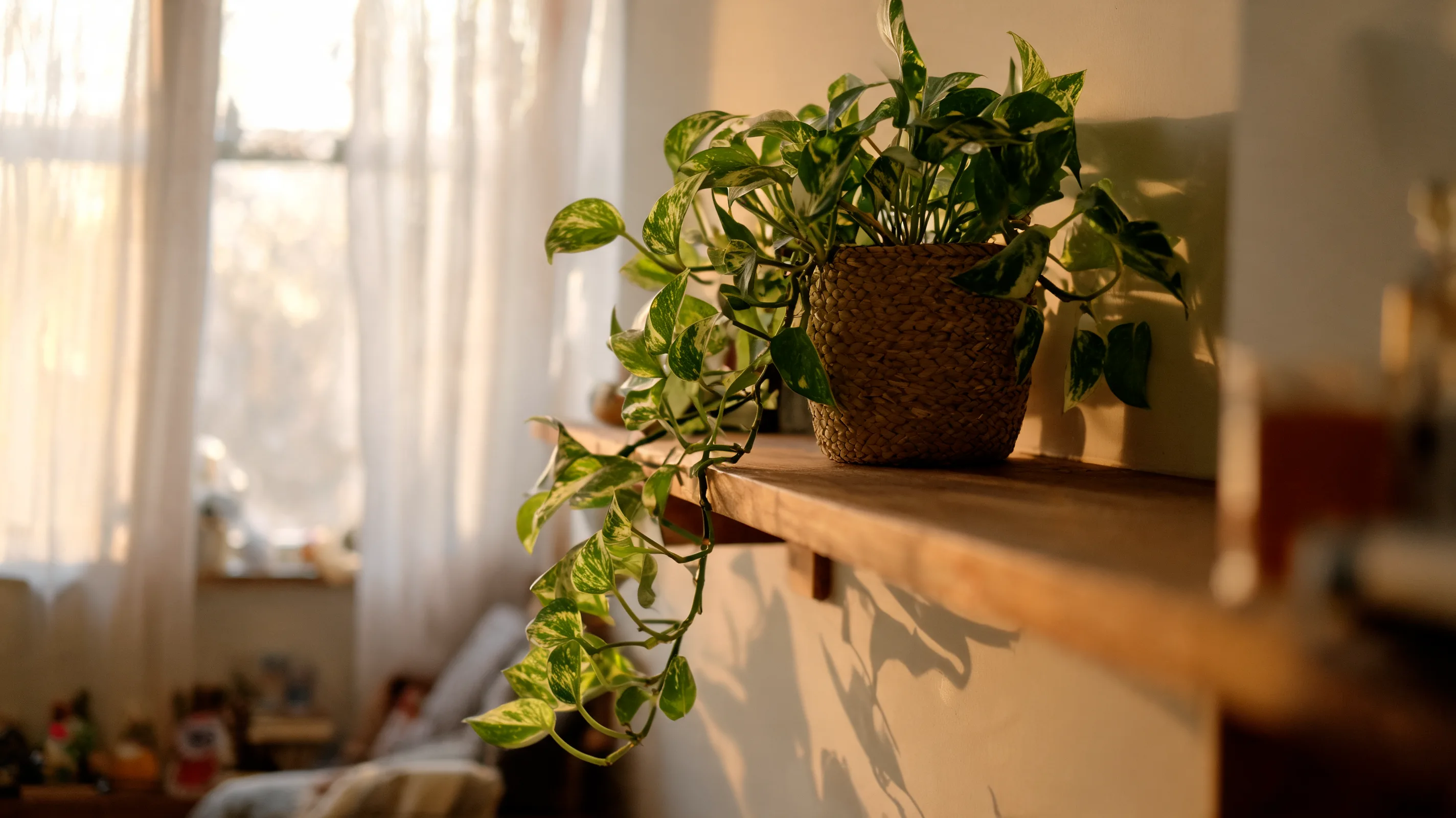healthy pothos plant growing near a window with soft indirect light and trailing green leaves indoors
