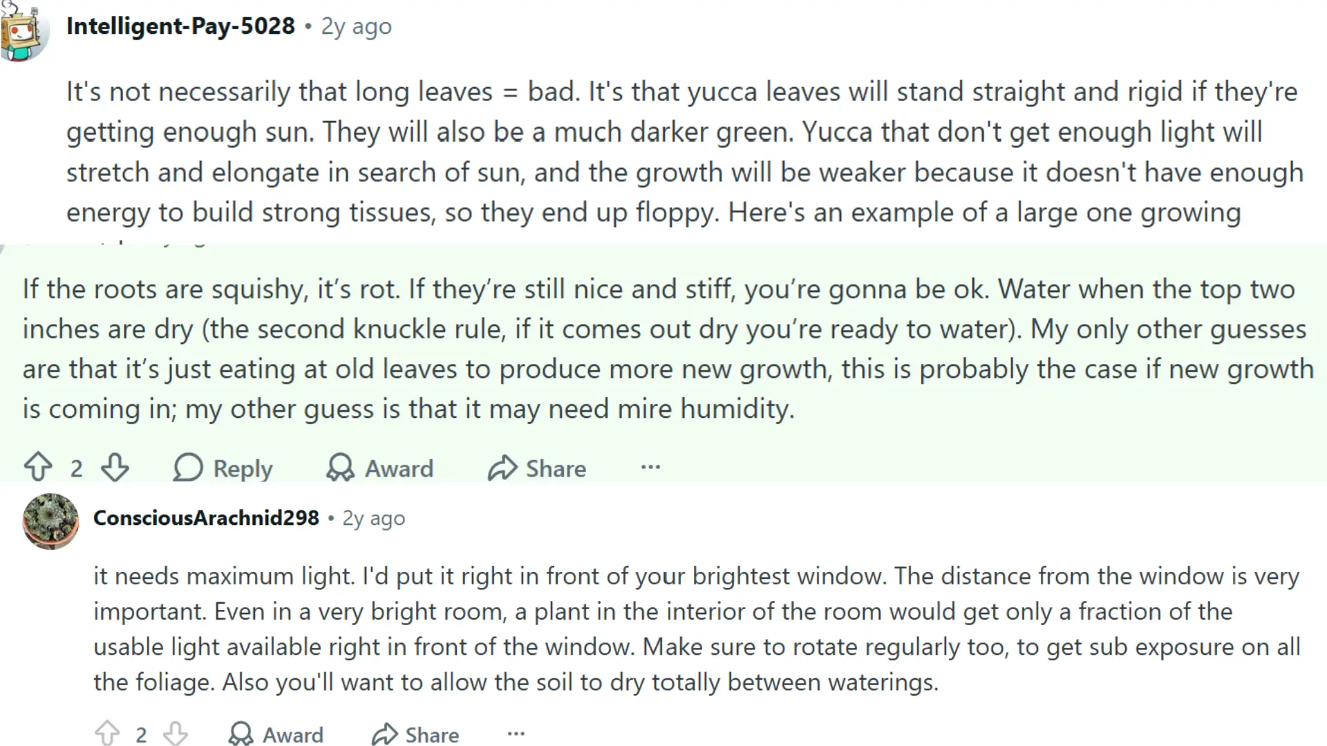 real yucca owner experience showing yellow leaves and plant stress in a potted indoor setting