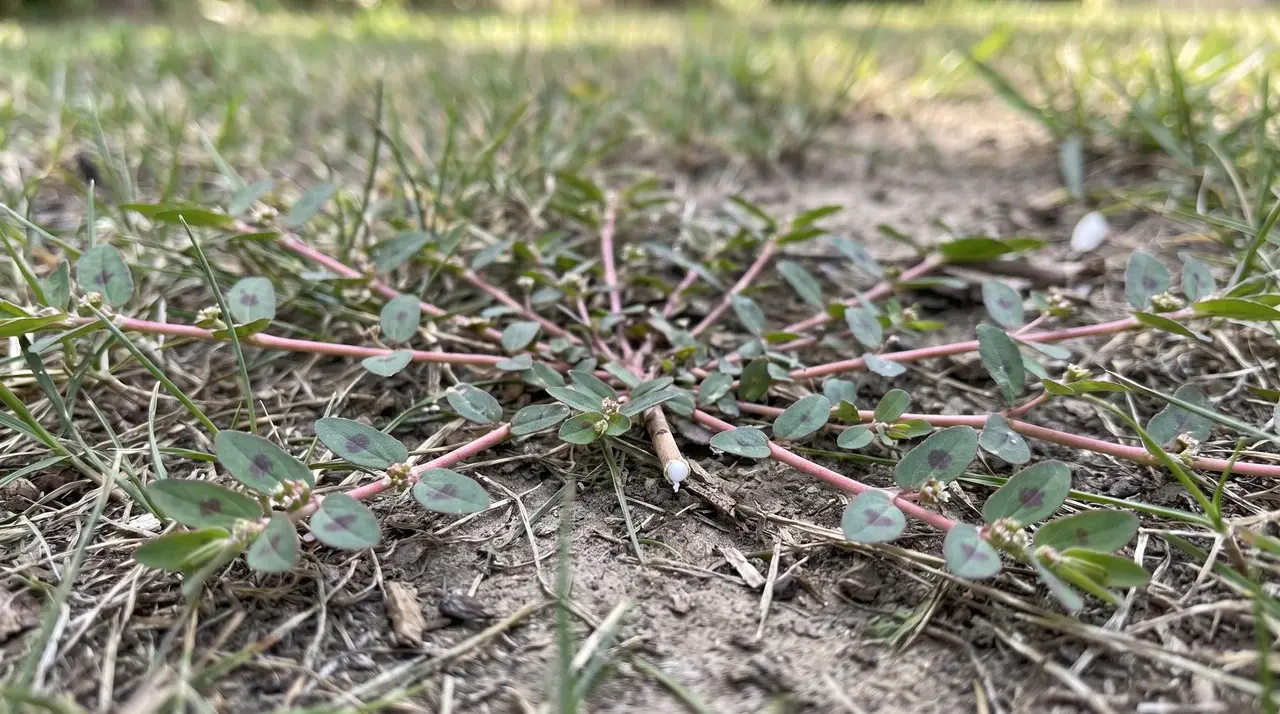 spotted spurge spreading across a thin summer lawn with reddish stems small oval leaves and a low dense growth pattern