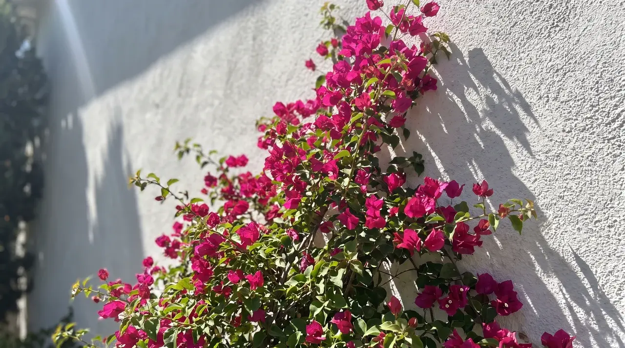 vibrant magenta bougainvillea flowers climbing a sunlit white stucco wall casting shadows outdoors
