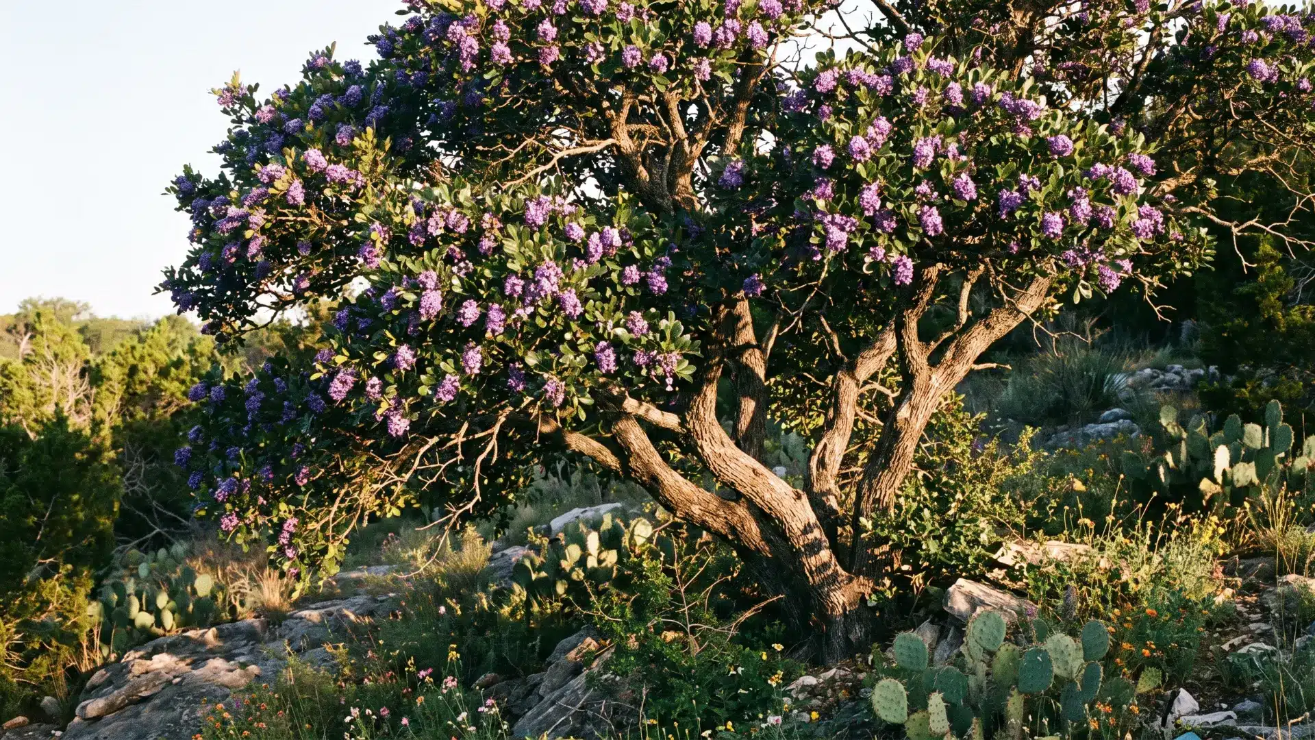 texas mountain laurel tree with glossy green leaves and purple flowers in a sunny arizona garden