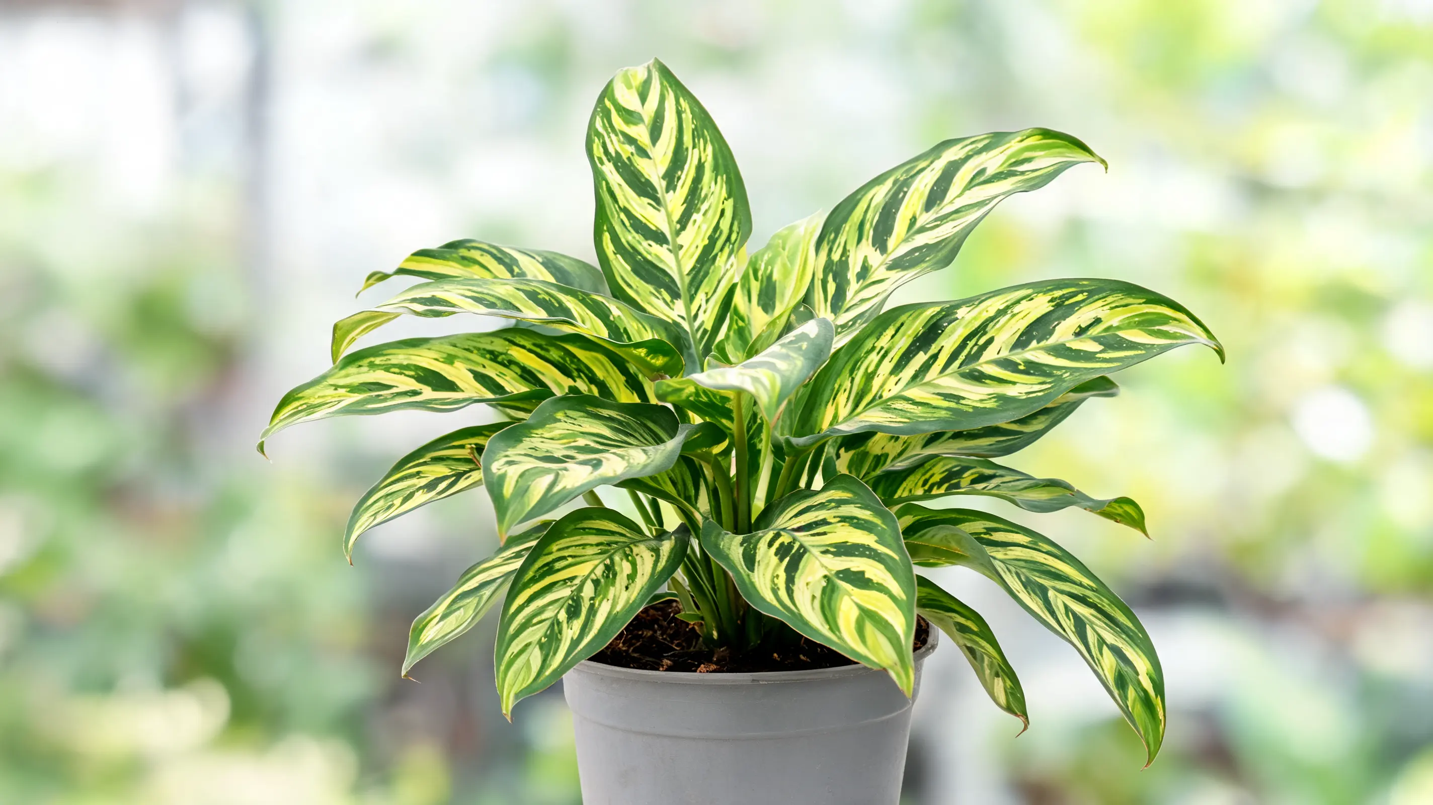 thai beauty calathea with green foliage marked by light green and creamy yellow variegation