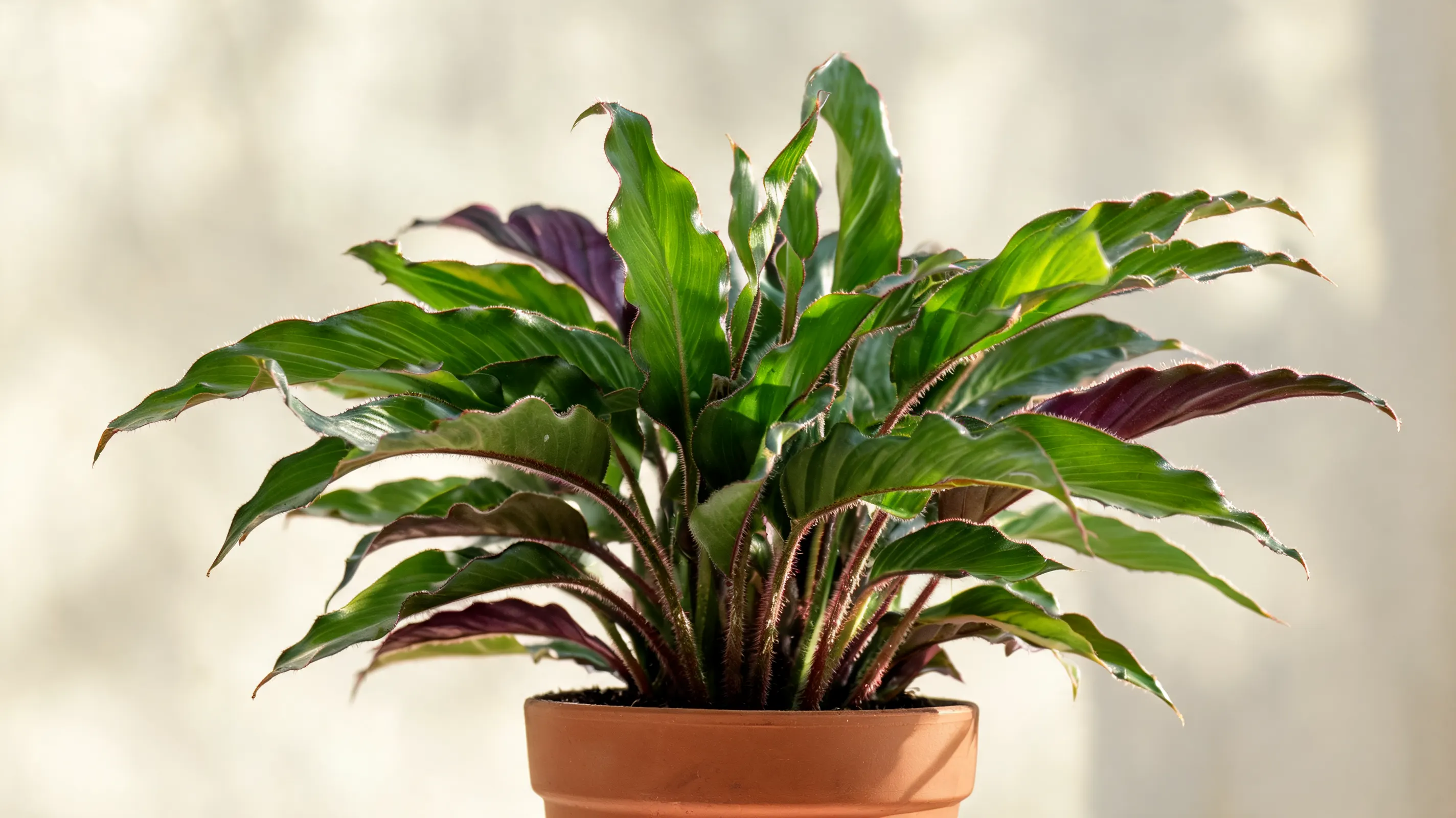 velvet calathea with long wavy green leaves, fine reddish hairs, and purple undersides shown fully