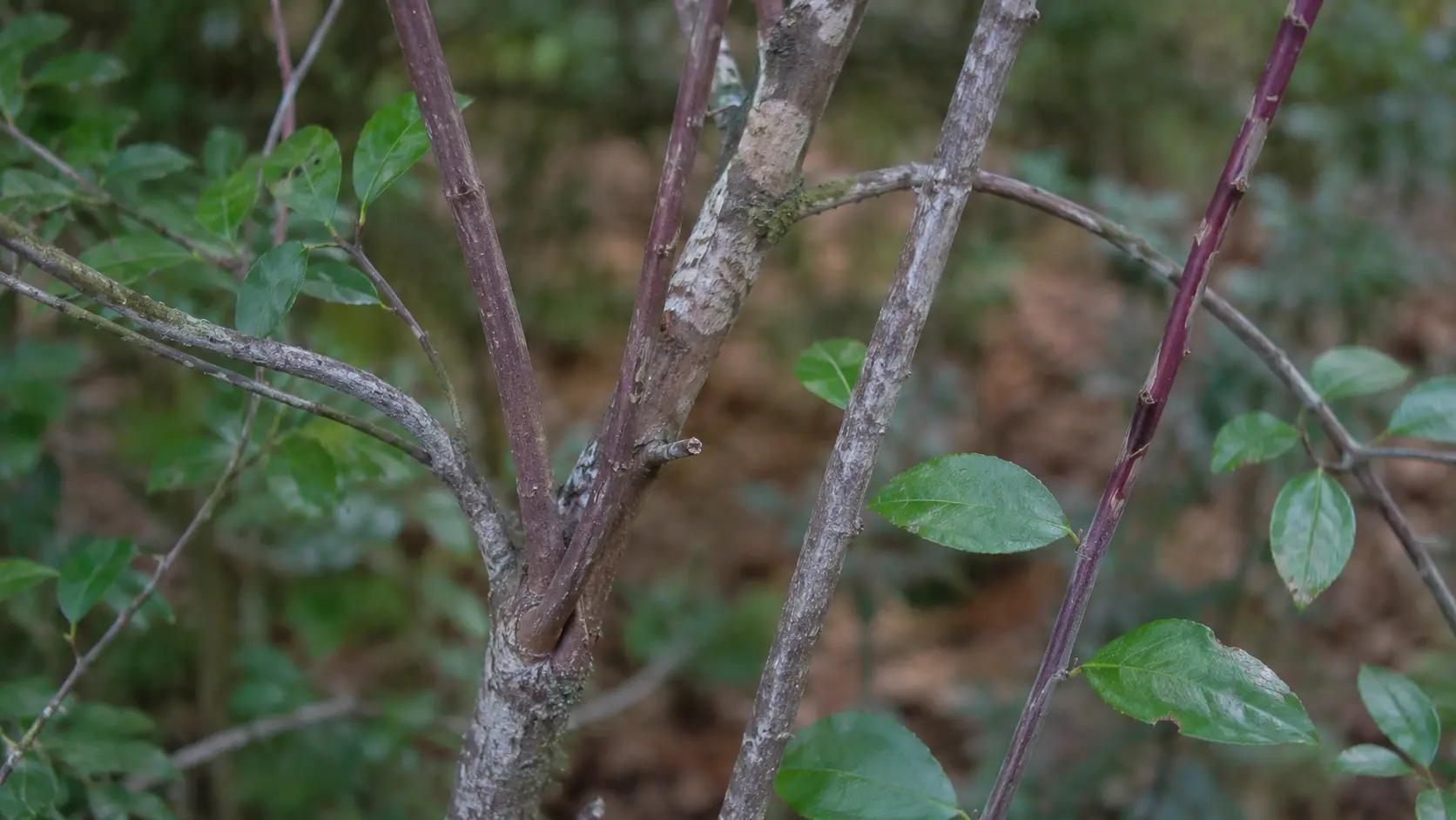 closeup of yaupon holly trunks and reddish branches with scattered green leaves in a wooded setting