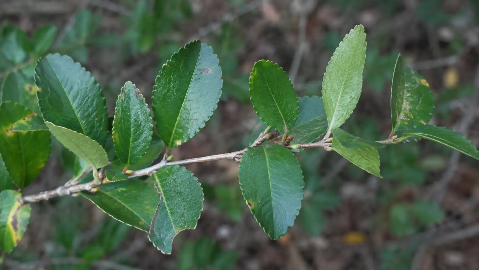 closeup of a yaupon holly branch with glossy green oval leaves against a blurred woodland background