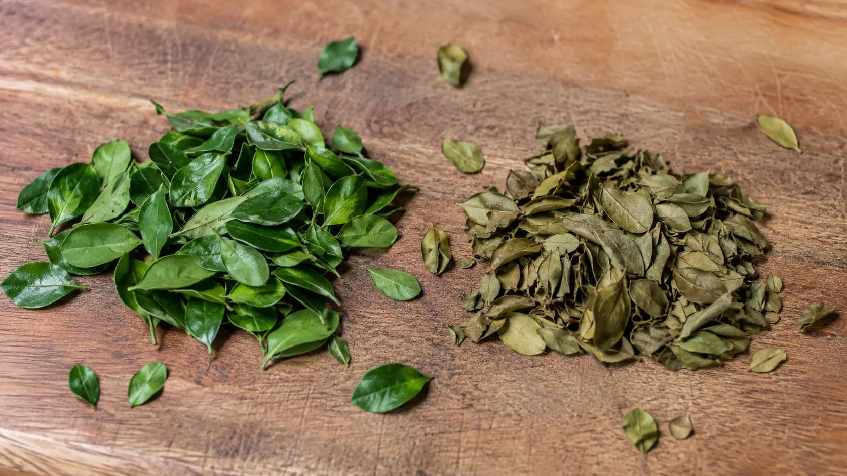 fresh yaupon holly leaves beside dried olive brown leaves on a rustic wooden surface with natural flaws