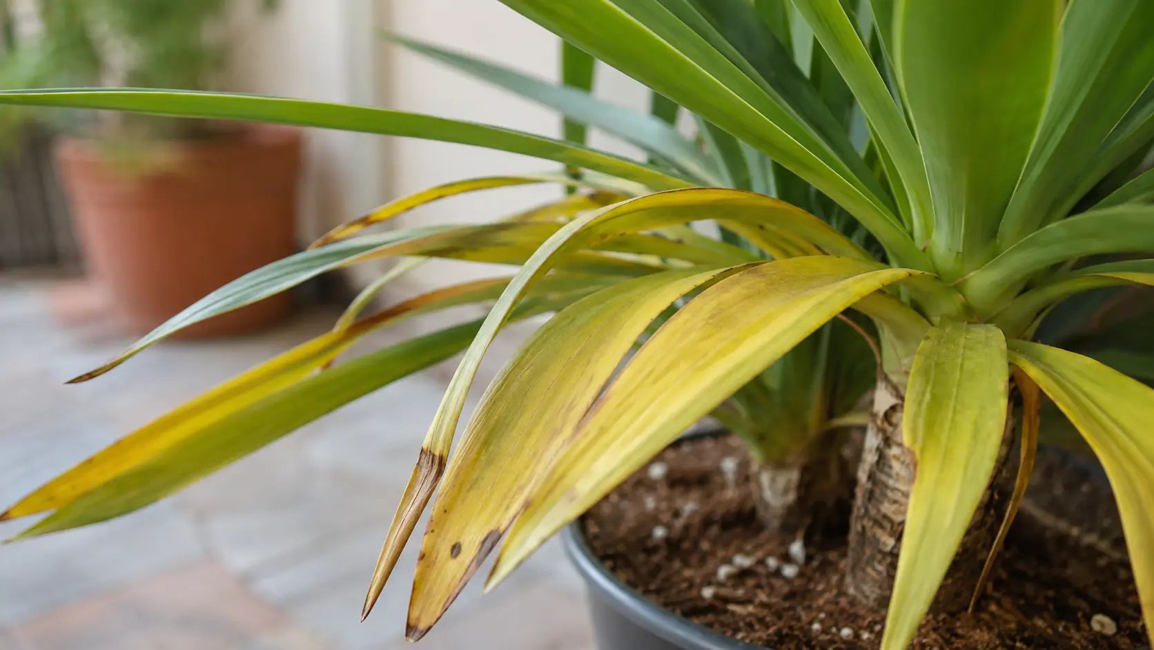 close up of yucca leaves showing yellow limp foliage from plant stress in a bright indoor setting