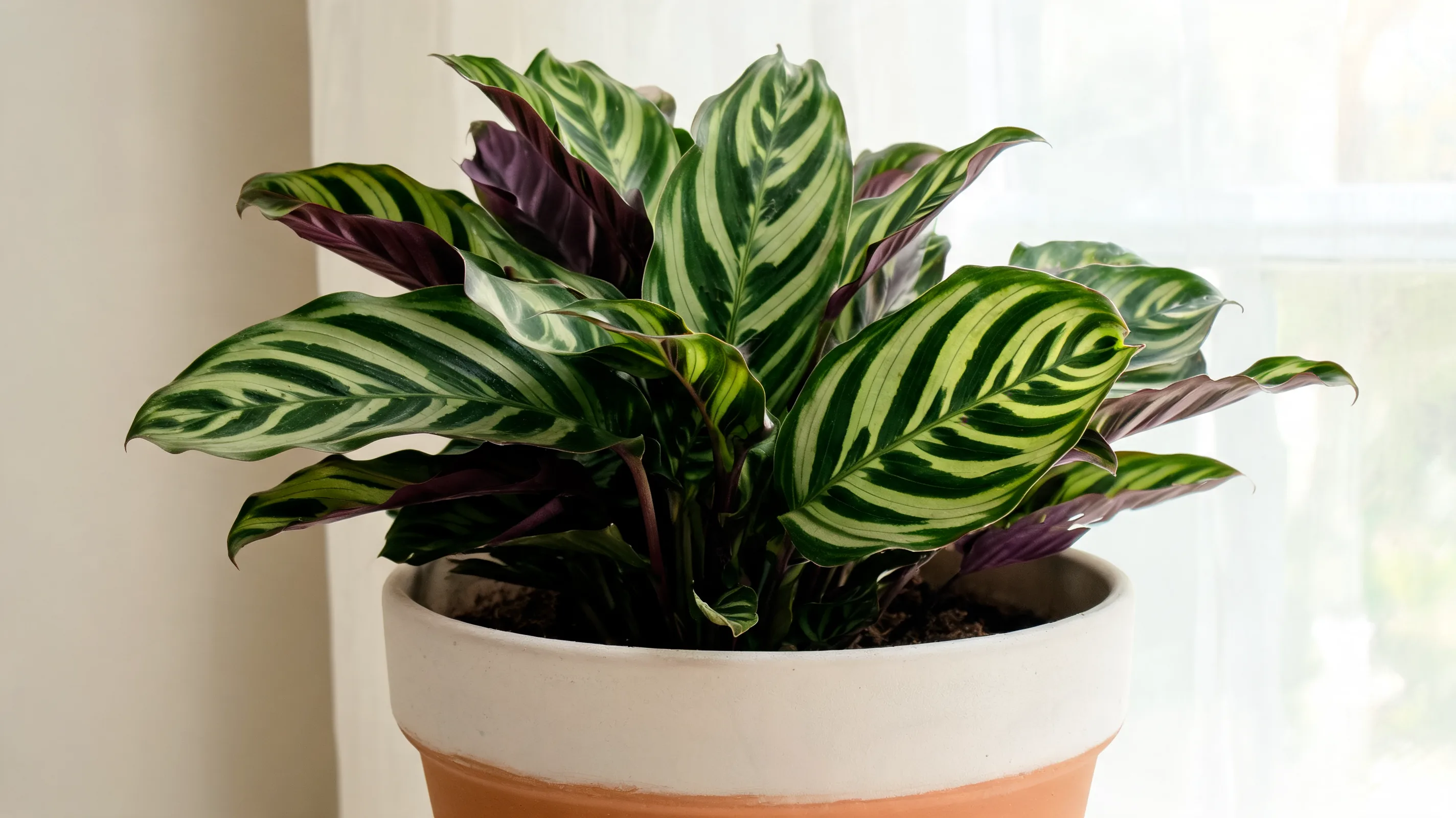 zebra plant with broad soft green leaves marked by wide dark bands and reddish purple undersides